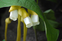 Aeginetia indica